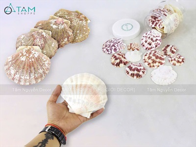 Vỏ sò điệp tự nhiên nhiều cỡ [Từ 3-12cm/ Đủ kiểu] VOSO-06