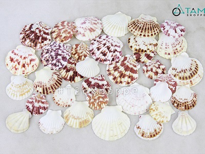 Vỏ sò điệp tự nhiên nhiều cỡ [Từ 3-12cm/ Đủ kiểu] VOSO-06