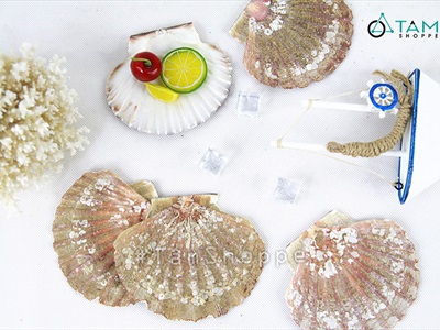 Vỏ sò điệp tự nhiên nhiều cỡ [Từ 3-12cm/ Đủ kiểu] VOSO-06
