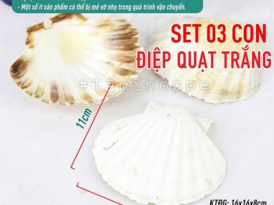 Vỏ sò điệp tự nhiên nhiều cỡ [Từ 3-12cm/ Đủ kiểu] VOSO-06
