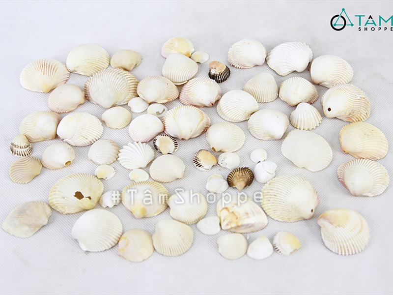 Vỏ sò huyết cồ [Hủ 230-250gr/ Lộn xộn cỡ] VOSO-05