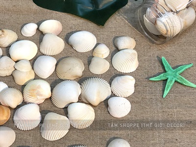 Vỏ sò lông trắng 2-5cm Hủ 230-250gr (35-40 cái) VOSO-LONG-01