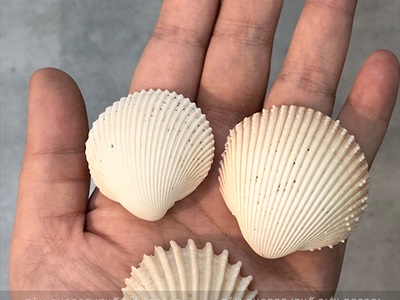 Vỏ sò lông trắng 2-5cm Hủ 230-250gr (35-40 cái) VOSO-LONG-01