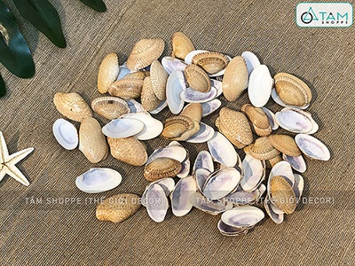 Vỏ sò lụa vàng (Ốc chíp chíp) hủ 160-180gr (90-100 cái) VOSO-CHIP-01