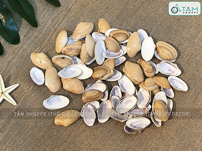 Vỏ sò lụa vàng (Ốc chíp chíp) hủ 160-180gr (90-100 cái) VOSO-CHIP-01