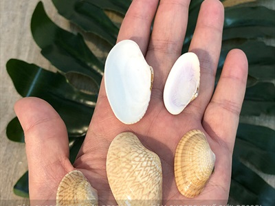 Vỏ sò lụa vàng (Ốc chíp chíp) hủ 160-180gr (90-100 cái) VOSO-CHIP-01