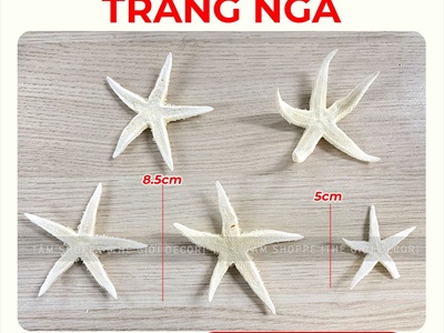 Set 03-05 sao biển Astro đủ màu SAOBIEN-01
