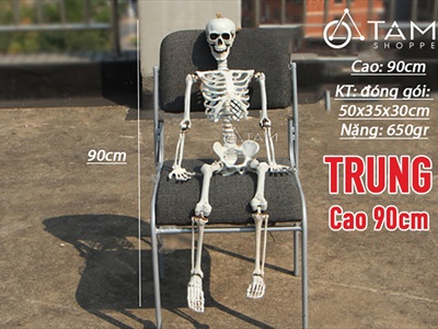 Mô hình bộ xương người như thật nhiều cỡ XUONG-FULL-01