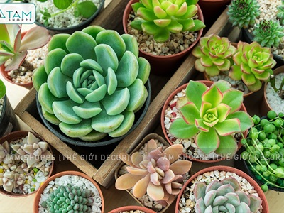 Sỏi nhí trang trí [Bịch 500gr - Sỏi sạch] SOIDA-02