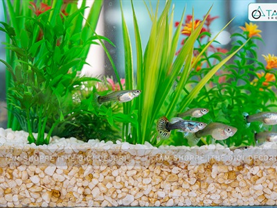 Sỏi nhí trang trí [Bịch 500gr - Sỏi sạch] SOIDA-02