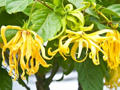 Tinh dầu Ngọc Lan Tây (Ylang) SCENTASTIC