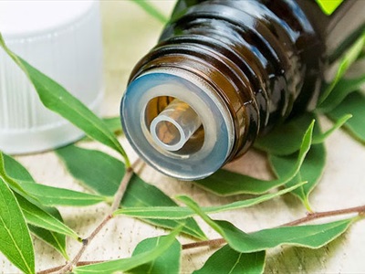 Tinh dầu tràm gió nguyên chất (Melaleuca) SCENTASTIC